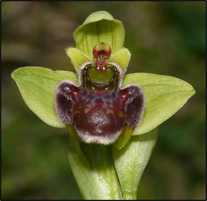 Ophrys bombyliflora